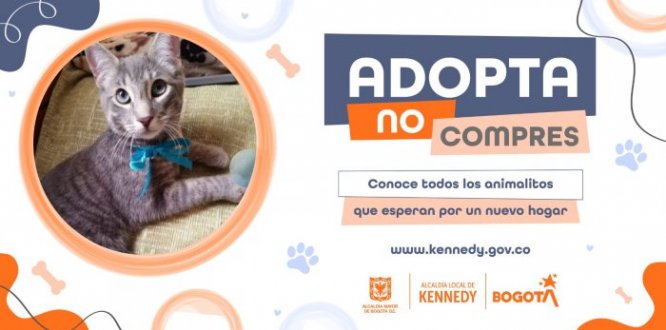 29 gaticos y perritos en Kennedy están buscando hogares llenos de amor