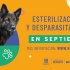 Las jornadas de esterilización de la Alcaldía Local de Kennedy no se detienen: en septiembre tendremos 780 cupos