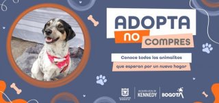 35 gaticos y perritos en Kennedy están buscando hogares llenos de amor